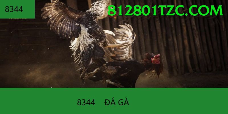 Đá Gà Trực Tiếp - Ưu đãi đặc biệt